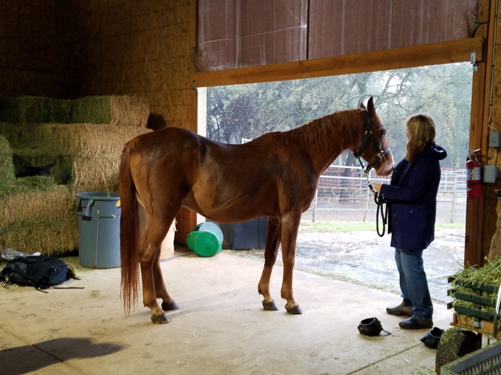 All About Equine - El Dorado Hills, CA - Our California